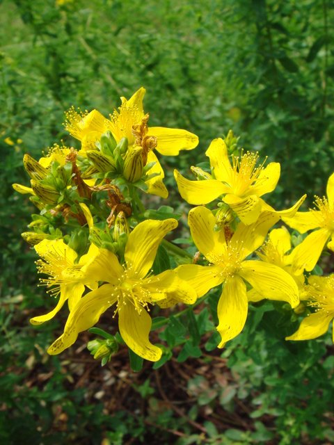 Hypericum perforatum fleur